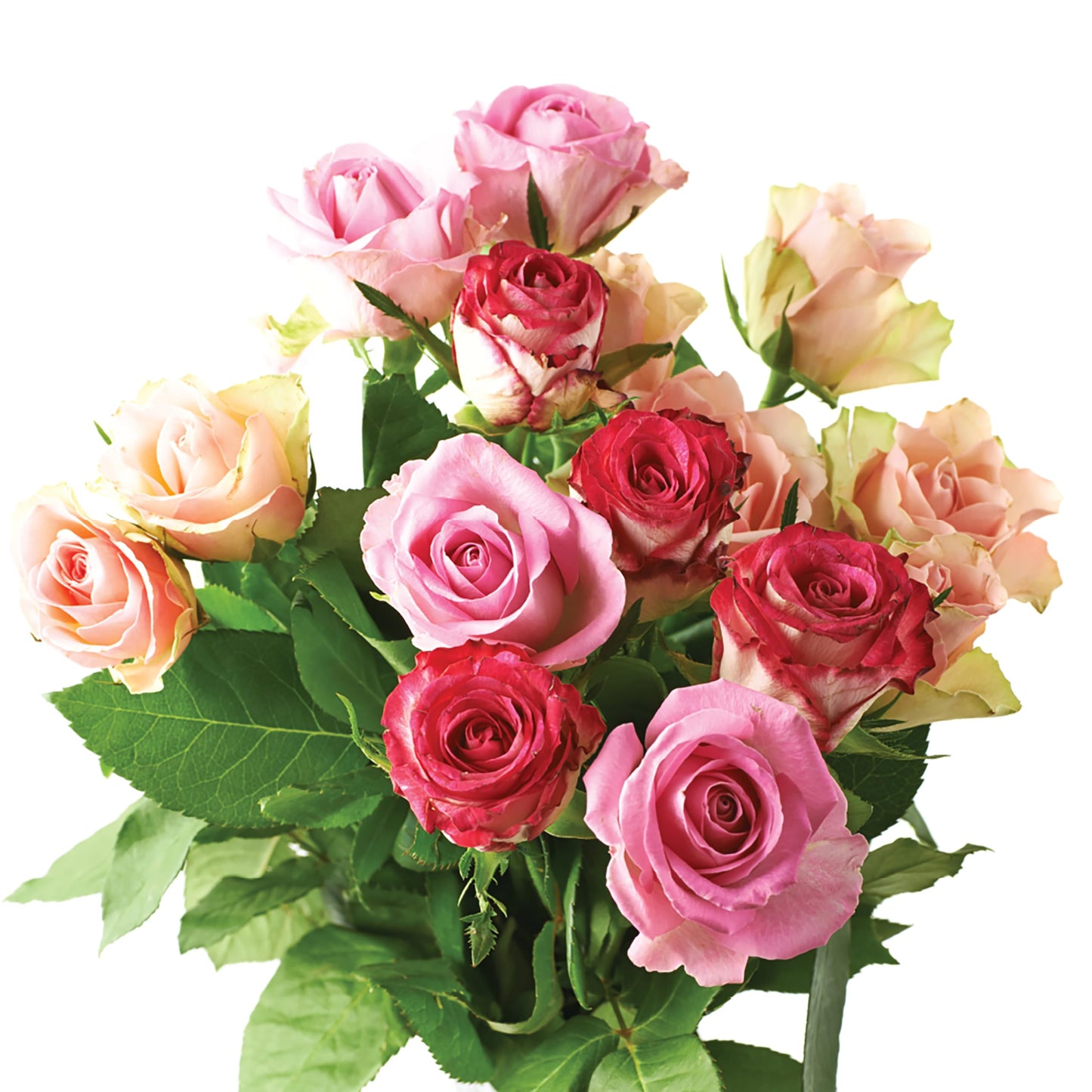 Rose Food - Jobe's Fertilizer Spikes 9-12-9, 10 Pack | Slow Release Plant Food for Beautiful Blooms
