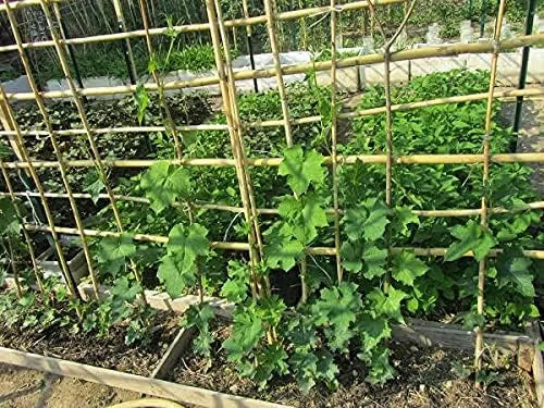Bamboo Plant Stakes - HollandBasics Natural 4ft, 20 Pack | Strong Support for Tomatoes & Climbing Vines