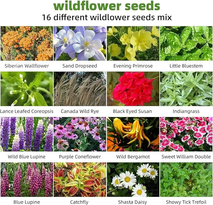 Wildflower Seed Mix - J PLUS T Canadian Blend (16 Varieties), 130g | Premium Pollinator Seeds