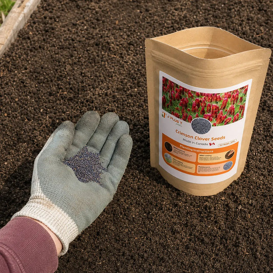 Clover Lawn Seeds - J PLUS T Premium Seeds, 500g | Nitrogen Fixing Cover Crop & Soil Builder