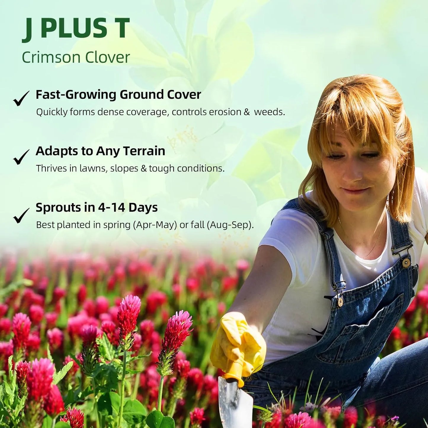 Crimson Clover - J PLUS T Premium Seeds, 500g | Nitrogen Fixing Cover Crop & Soil Builder