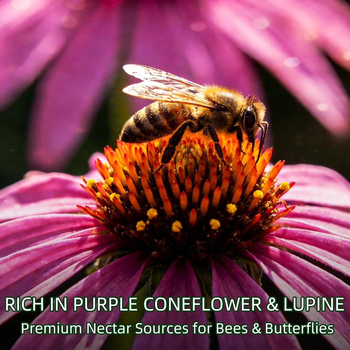 Wildflower Seed Mix - J PLUS T Northeastern Blend, 130g | Climate Adapted Pollinator Seeds