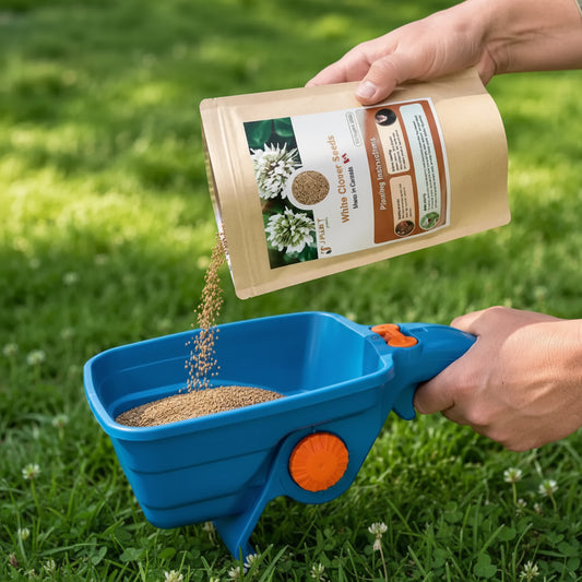 Clover Lawn Seeds - J PLUS T Premium White Clover| Nitrogen Fixing Ground Cover & Turf Alternative