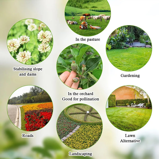 Clover Lawn Seed - J PLUS T Premium White Clover, 500g | Nitrogen Fixing Ground Cover & Turf Alternative