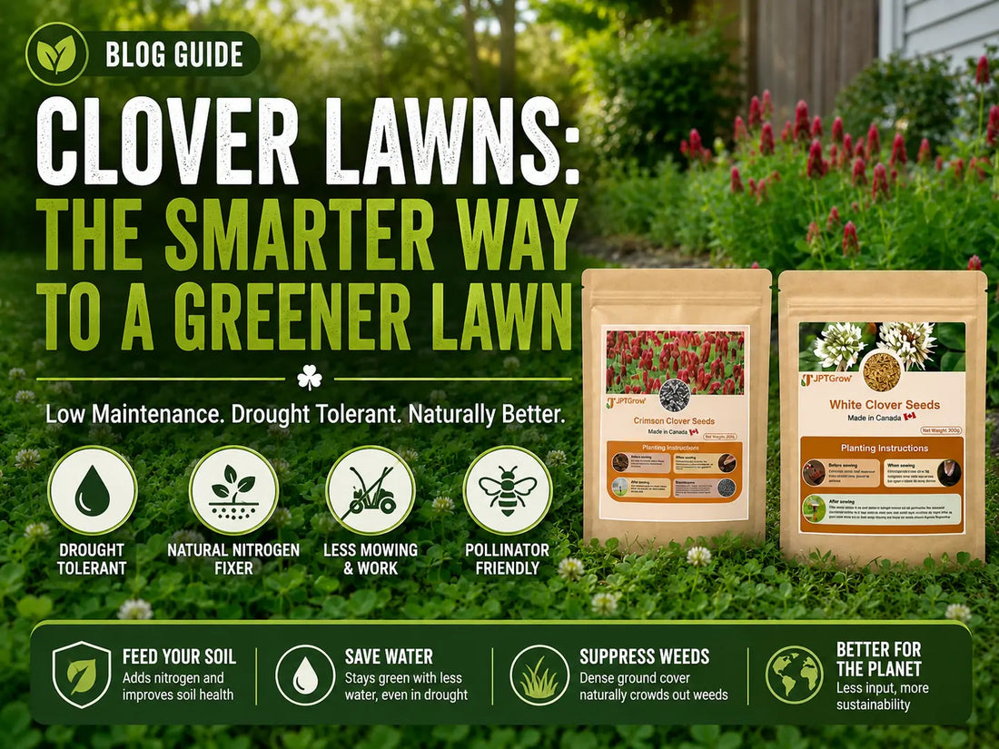 Complete Guide to Clover Lawns: White Clover vs Crimson Clover Seeding Rates and Establishment