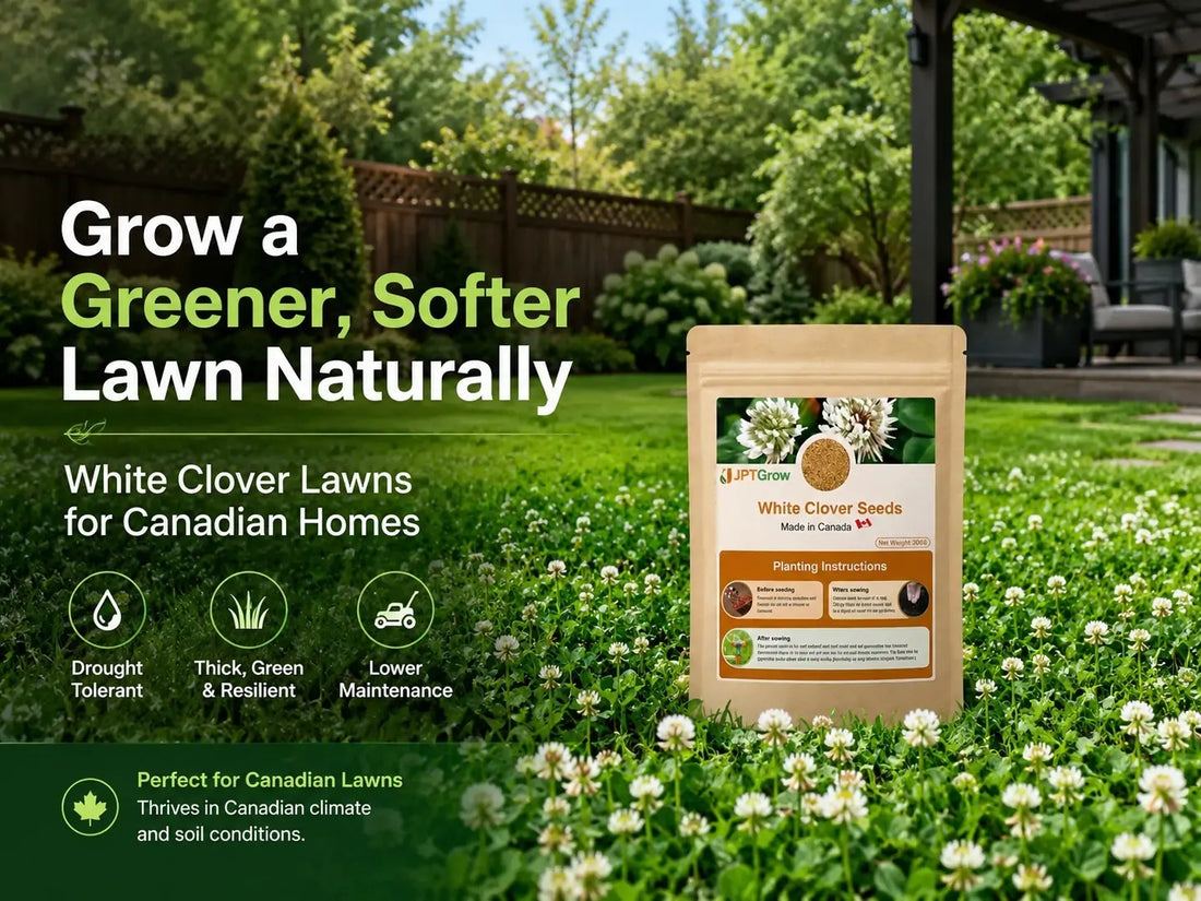 How to Grow a Clover Lawn: Planting Guide, Seed Rates, and First-Year Care for White and Microclover