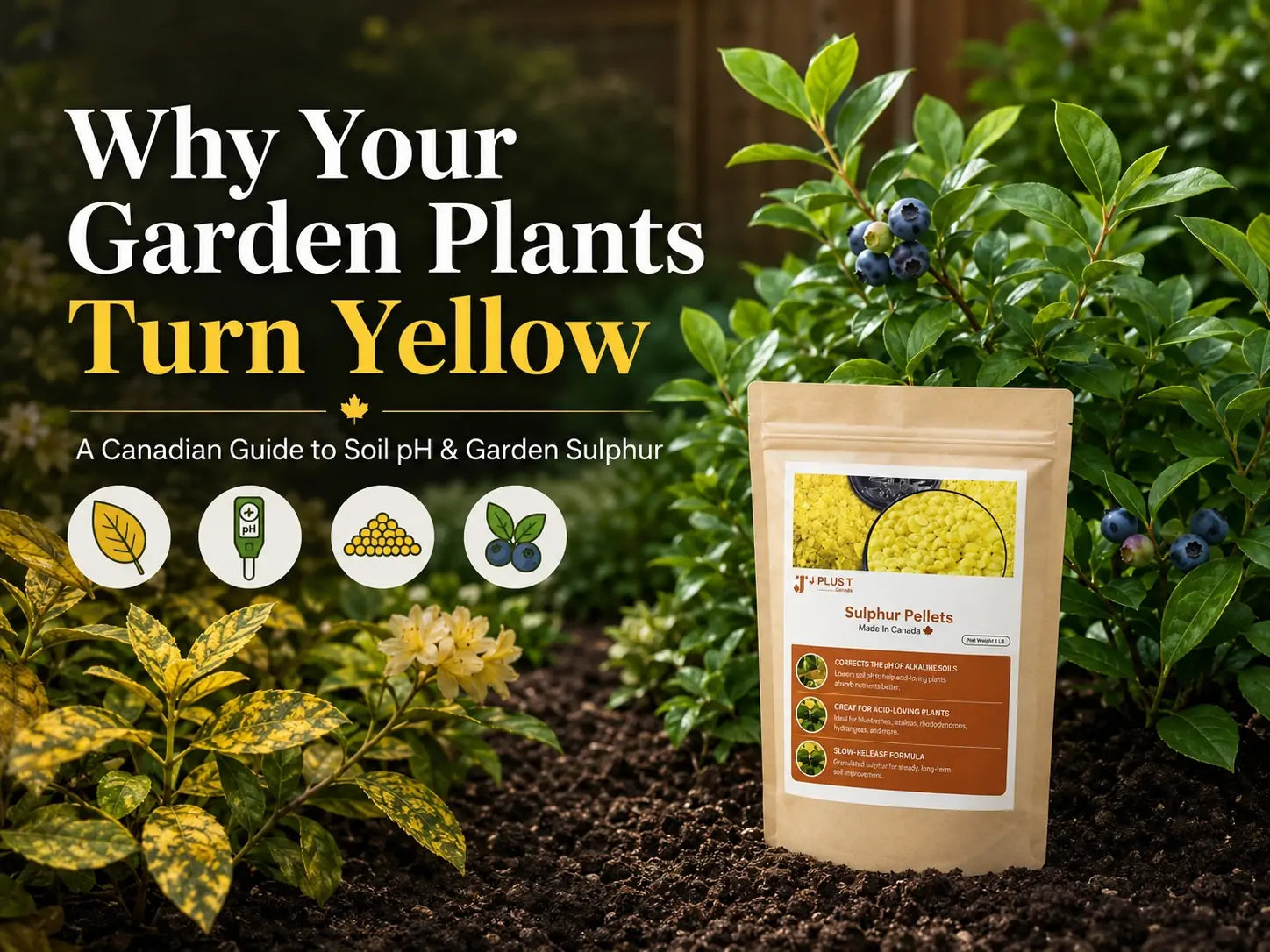 Why Your Garden Plants Turn Yellow: A Canadian Guide to Soil pH and Garden Sulphur