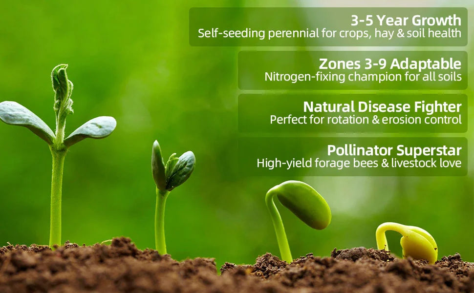Clover Lawn Seeds - J PLUS T Premium Seeds, 500g | Nitrogen Fixing Cover Crop & Soil Builder
