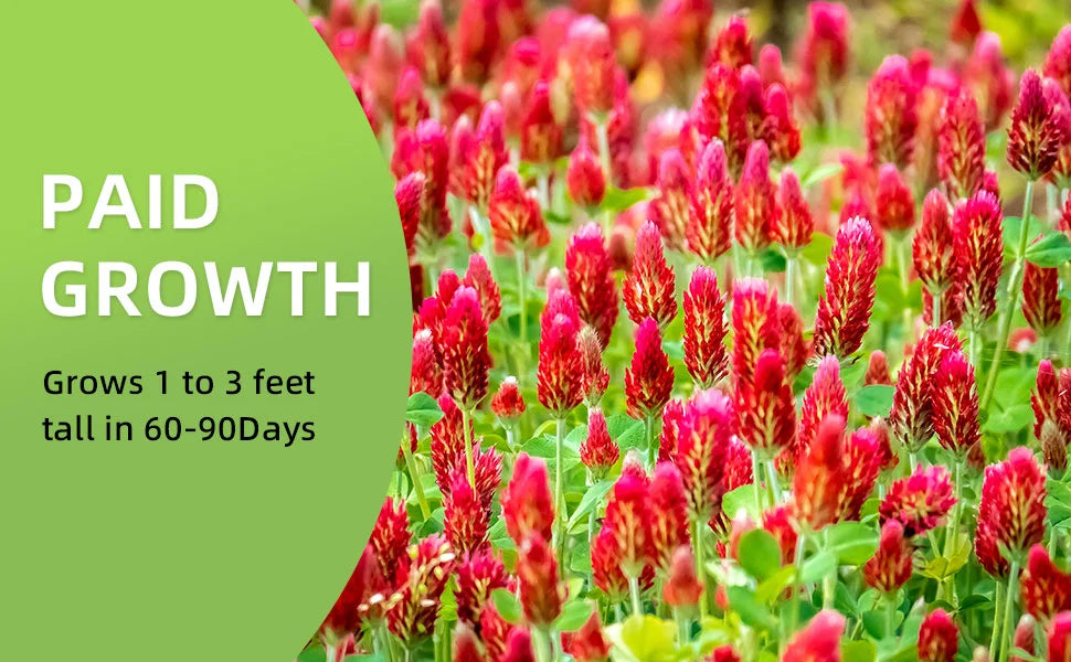 Clover Lawn Seeds - J PLUS T Premium Seeds, 500g | Nitrogen Fixing Cover Crop & Soil Builder