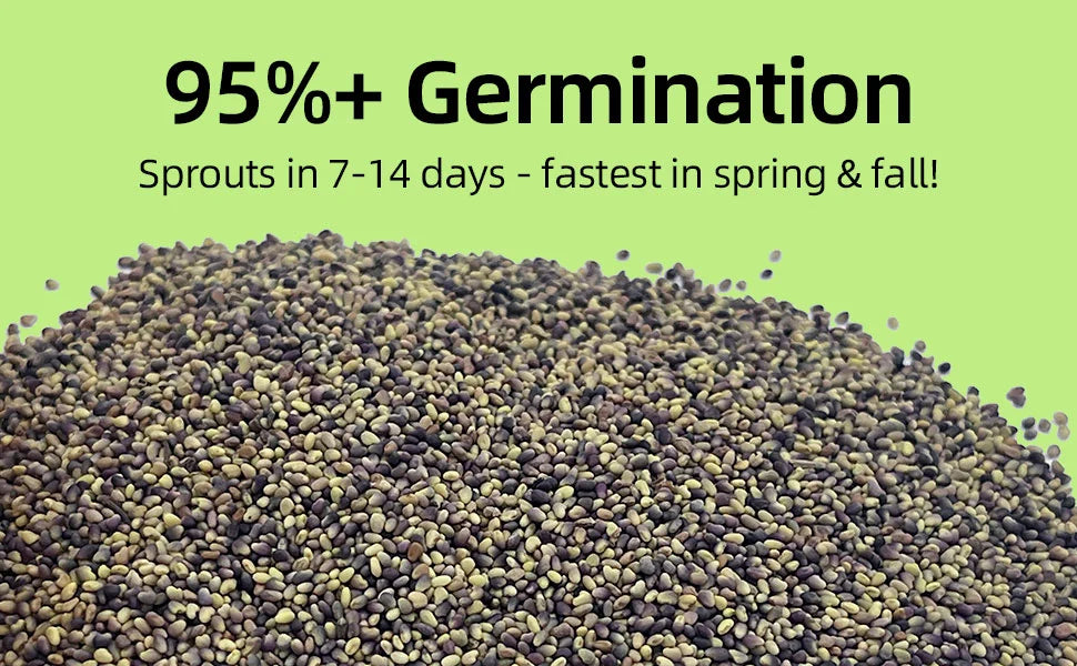 Clover Lawn Seeds - J PLUS T Premium Seeds, 500g | Nitrogen Fixing Cover Crop & Soil Builder