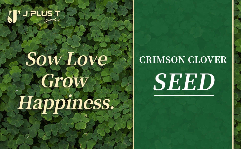 Clover Lawn Seeds - J PLUS T Premium Seeds, 500g | Nitrogen Fixing Cover Crop & Soil Builder
