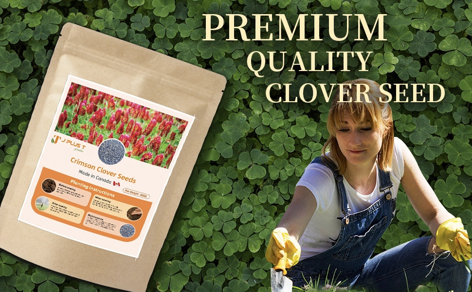 Clover Lawn Seeds - J PLUS T Premium Seeds, 500g | Nitrogen Fixing Cover Crop & Soil Builder