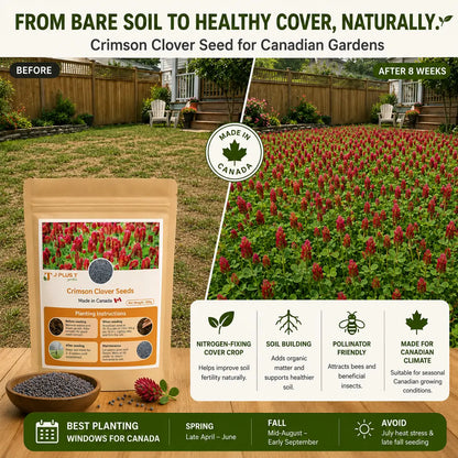 Clover Lawn Seed - Ultimate Eco-Lawn Starter Kit | Seeds, Worm Castings & Vermiculite Bundle for Beginners