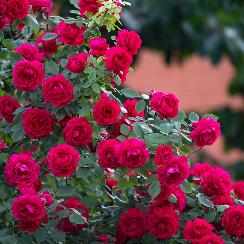 Rose Food - Jobe's Fertilizer Spikes 9-12-9, 10 Pack | Slow Release Plant Food for Beautiful Blooms