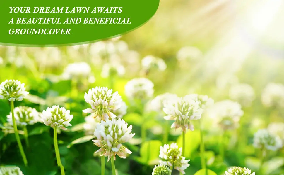 Clover Lawn Seeds - J PLUS T Premium White Clover| Nitrogen Fixing Ground Cover & Turf Alternative