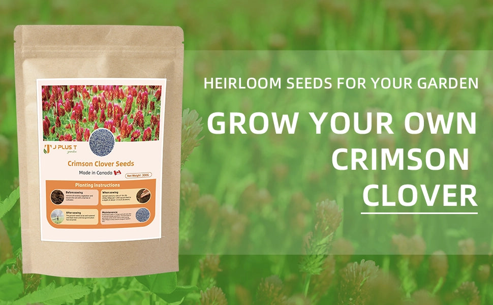 Clover Lawn Seeds - J PLUS T Premium Seeds, 500g | Nitrogen Fixing Cover Crop & Soil Builder