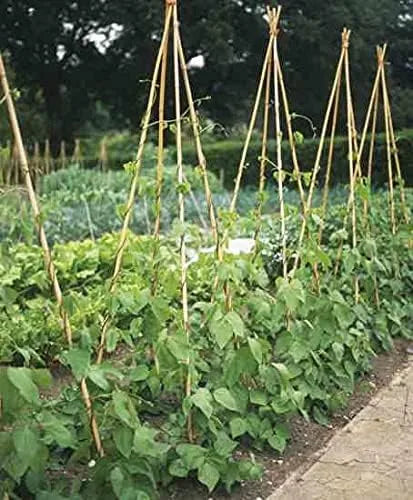 Bamboo Plant Stakes - HollandBasics Natural 4ft, 20 Pack | Strong Support for Tomatoes & Climbing Vines