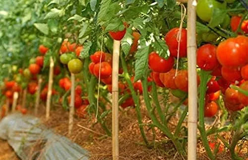 Bamboo Plant Stakes - HollandBasics Natural 4ft, 20 Pack | Strong Support for Tomatoes & Climbing Vines