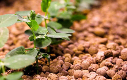 Clay Pebbles - Hydroton Expanded LECA | Reusable Soilless Potting Mix for Hydroponics & Orchids