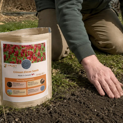 Clover Lawn Seeds - J PLUS T Premium Seeds, 500g | Nitrogen Fixing Cover Crop & Soil Builder