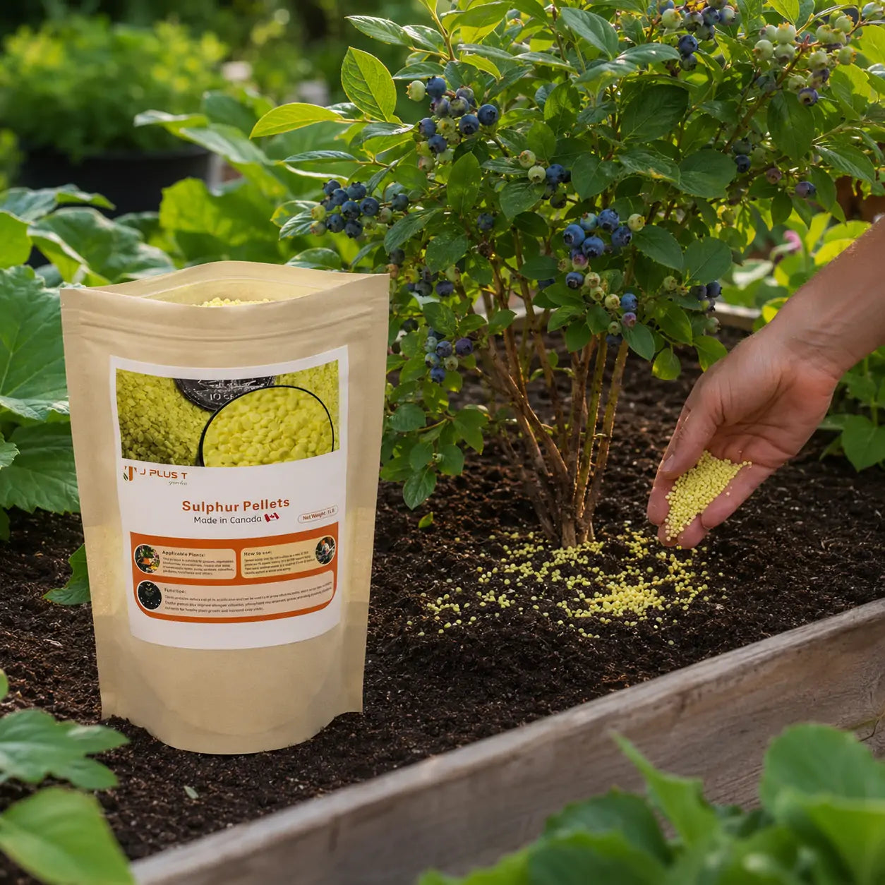 Soil Amendments - J PLUS T Garden Sulphur Pellets 99.9%, 1LB Premium pH Lowering Agent for Acid-Loving Plants