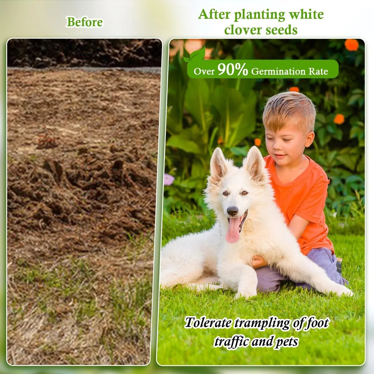 Clover Lawn Seed - J PLUS T Premium White Clover, 500g | Nitrogen Fixing Ground Cover & Turf Alternative