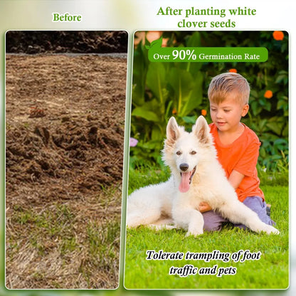 Clover Lawn Seed - J PLUS T Premium White Clover, 500g | Nitrogen Fixing Ground Cover & Turf Alternative