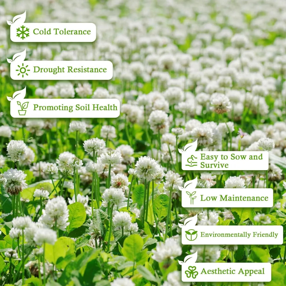 Clover Lawn Seed - J PLUS T Premium White Clover, 500g | Nitrogen Fixing Ground Cover & Turf Alternative