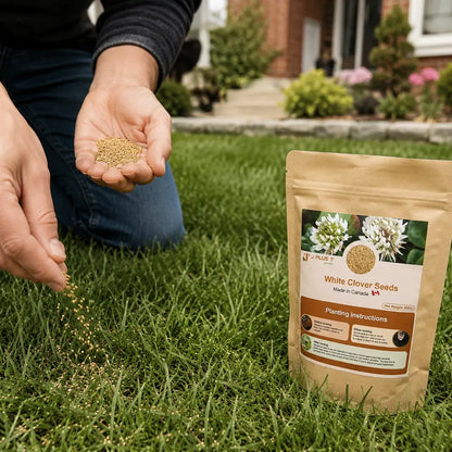 Clover Lawn Seeds - J PLUS T Premium White Clover| Nitrogen Fixing Ground Cover & Turf Alternative